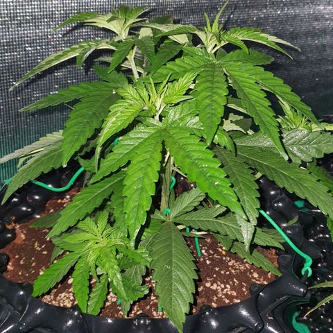 Purple Queen growlog timeline photo
