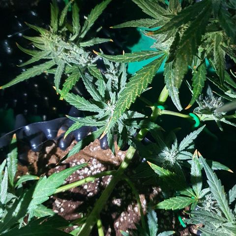 Banana Purple Punch Auto growlog timeline photo