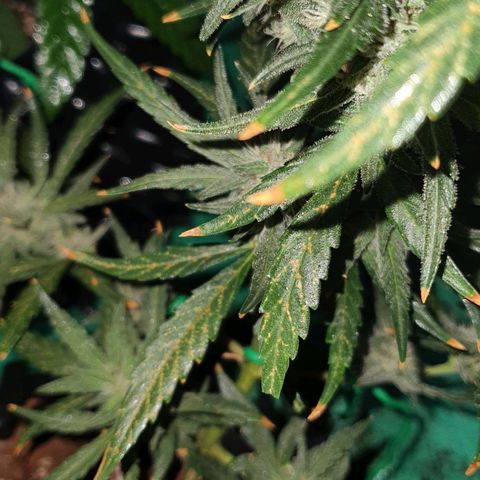 Banana Purple Punch Auto growlog timeline photo