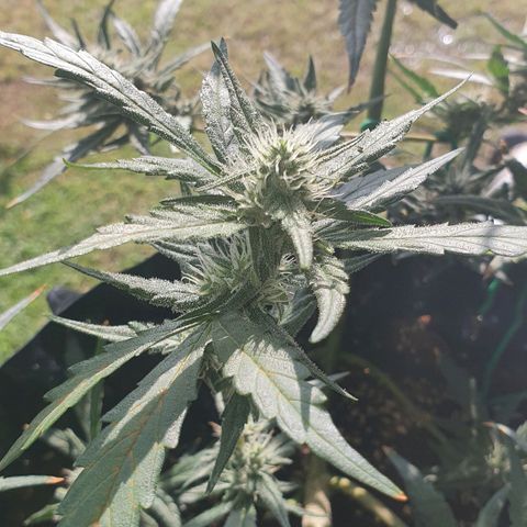Banana Purple Punch Auto growlog timeline photo