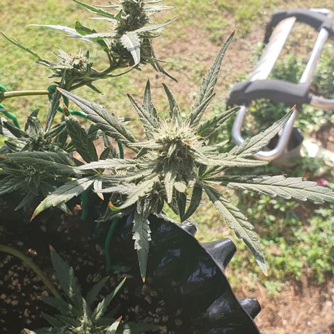 Banana Purple Punch Auto growlog timeline photo