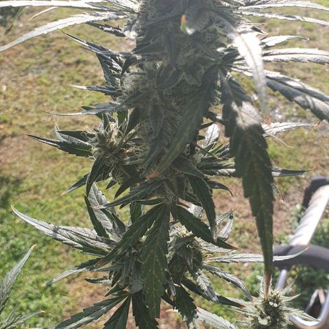 Banana Purple Punch Auto growlog timeline photo