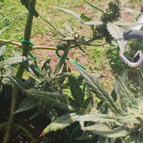 Banana Purple Punch Auto growlog timeline photo