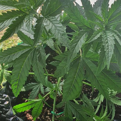 Purple Queen growlog timeline photo