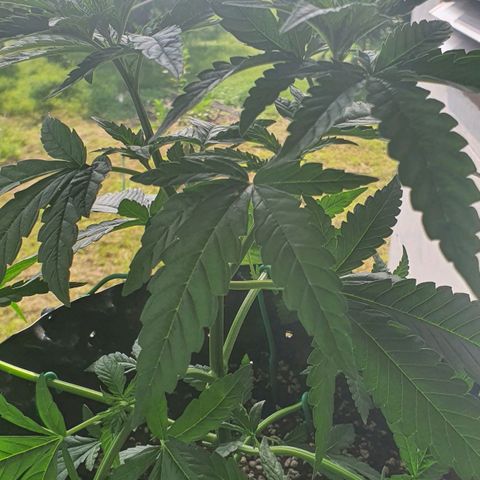 Purple Queen growlog timeline photo