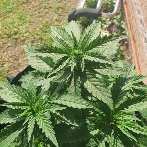 Purple Queen growlog timeline photo