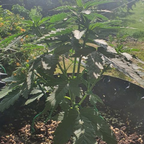 Purple Queen growlog timeline photo