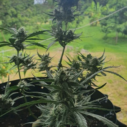 Banana Purple Punch Auto growlog timeline photo