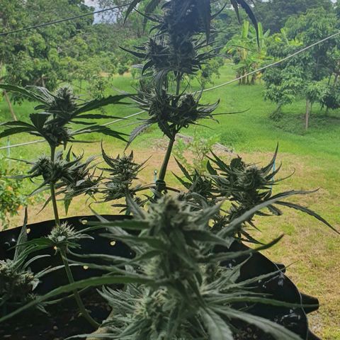 Banana Purple Punch Auto growlog timeline photo