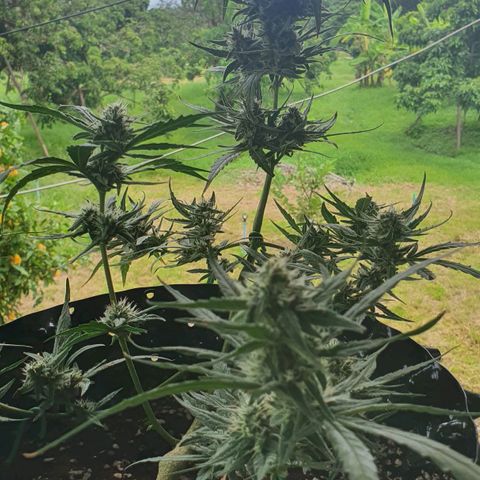 Banana Purple Punch Auto growlog timeline photo