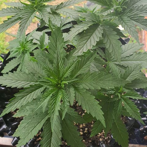 Purple Queen growlog timeline photo