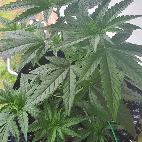 Purple Queen growlog timeline photo