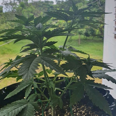 Purple Queen growlog timeline photo