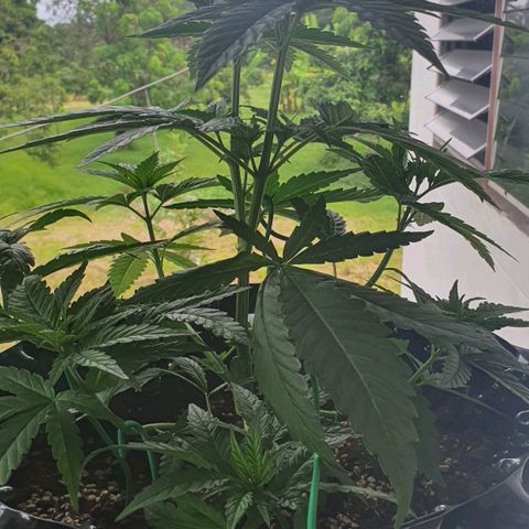 Purple Queen growlog timeline photo