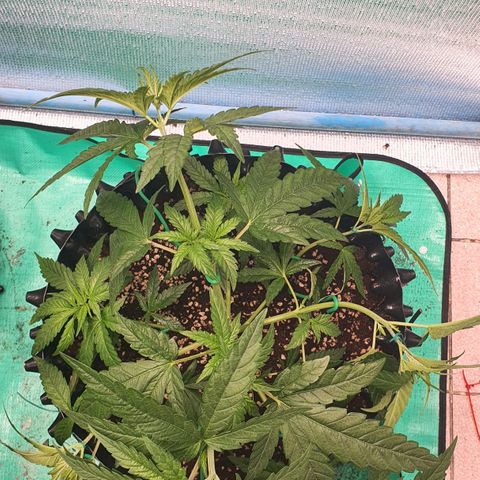 Purple Queen growlog timeline photo