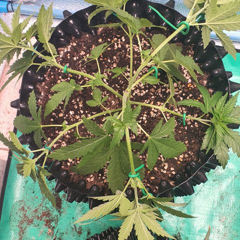 Purple Queen growlog timeline photo
