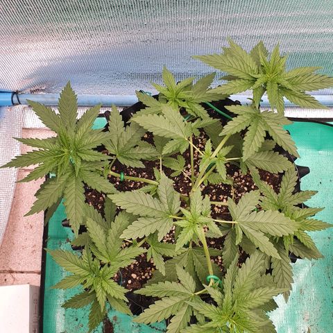 Purple Queen growlog timeline photo