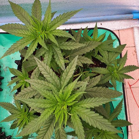 Purple Queen growlog timeline photo