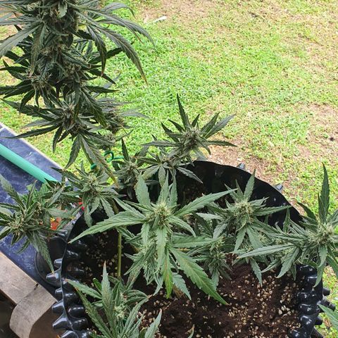 Banana Purple Punch Auto growlog timeline photo