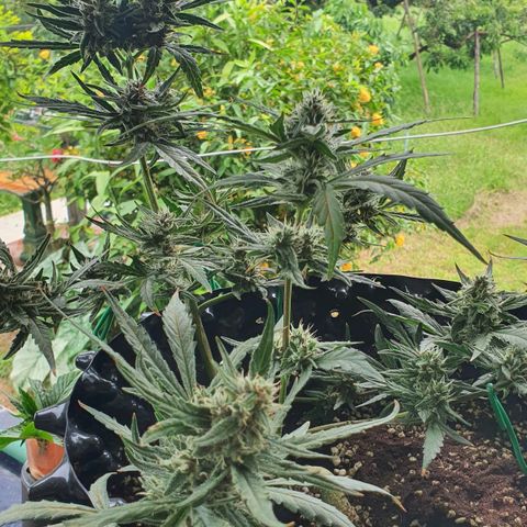 Banana Purple Punch Auto growlog timeline photo