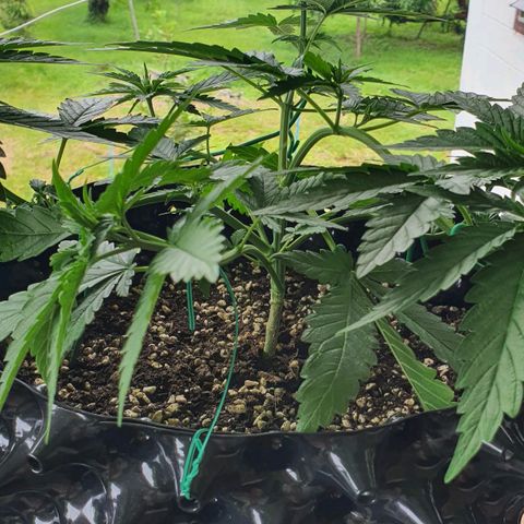 Purple Queen growlog timeline photo