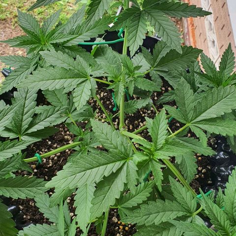Purple Queen growlog timeline photo