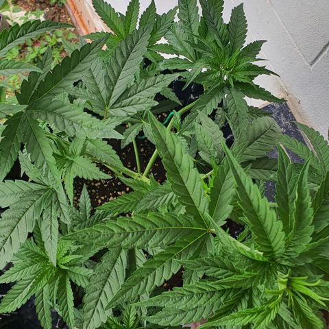 Purple Queen growlog timeline photo