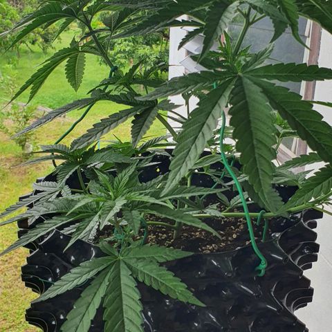 Purple Queen growlog timeline photo