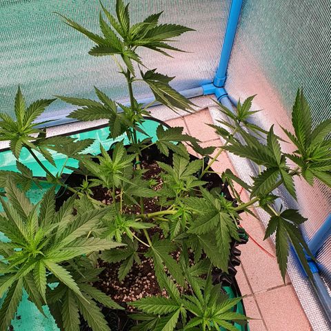 Purple Queen growlog timeline photo