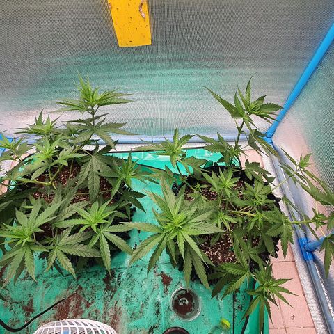 Purple Queen growlog timeline photo