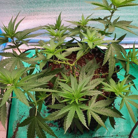 Purple Queen growlog timeline photo
