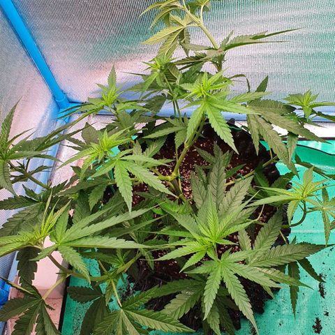 Purple Queen growlog timeline photo