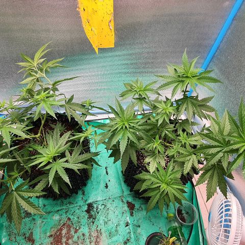 Purple Queen growlog timeline photo