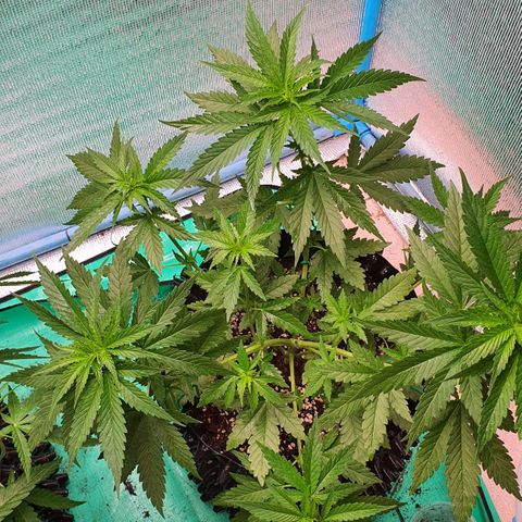 Purple Queen growlog timeline photo