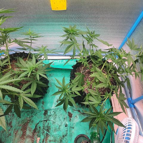 Purple Queen growlog timeline photo