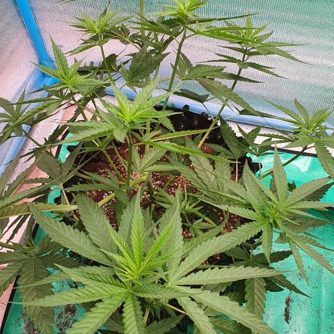 Purple Queen growlog timeline photo