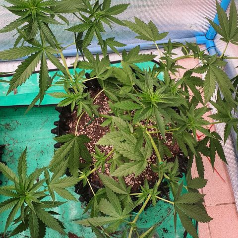 Purple Queen growlog timeline photo