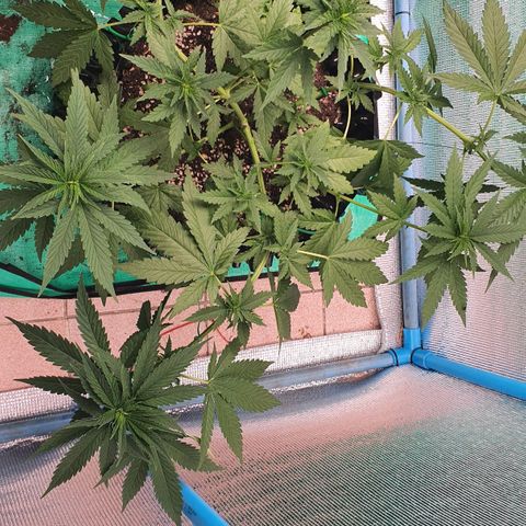 Purple Queen growlog timeline photo
