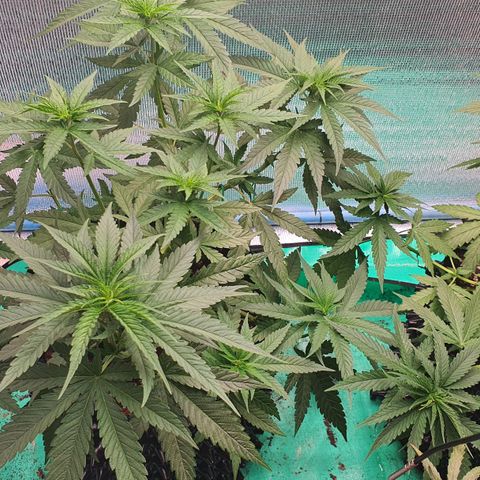 Purple Queen growlog timeline photo