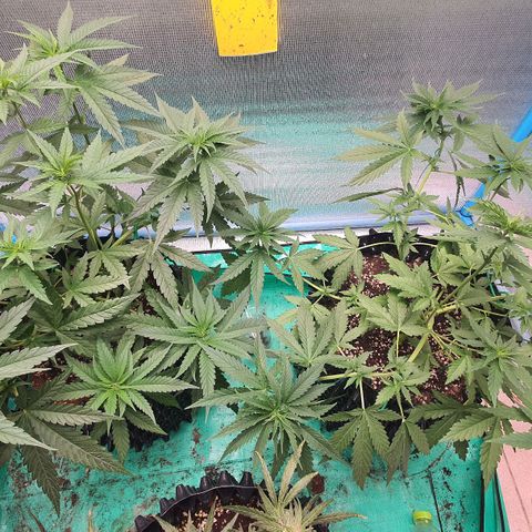 Purple Queen growlog timeline photo