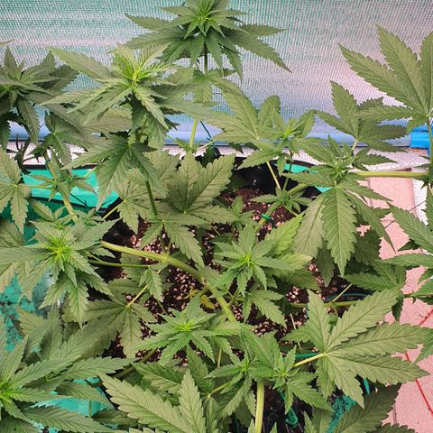 Purple Queen growlog timeline photo