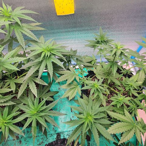 Purple Queen growlog timeline photo