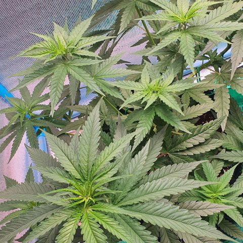 Purple Queen growlog timeline photo