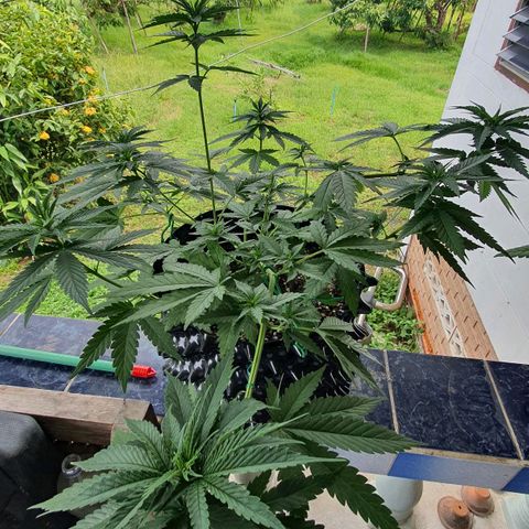 Purple Queen growlog timeline photo
