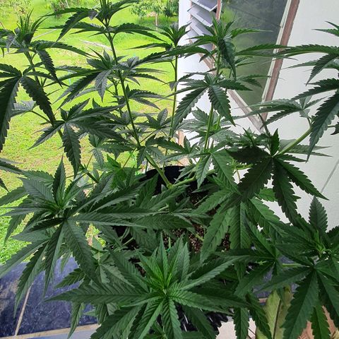 Purple Queen growlog timeline photo