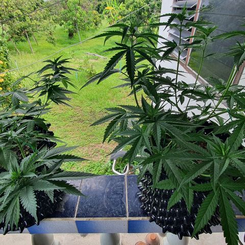 Purple Queen growlog timeline photo
