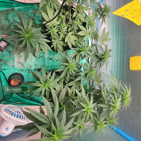Purple Queen growlog timeline photo
