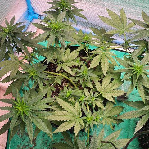 Purple Queen growlog timeline photo