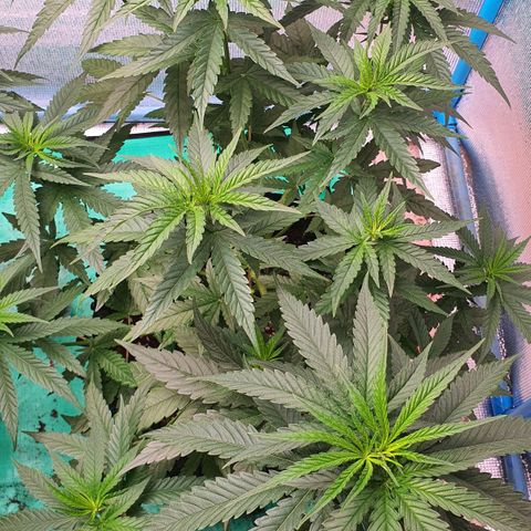 Purple Queen growlog timeline photo