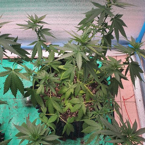 Purple Queen growlog timeline photo